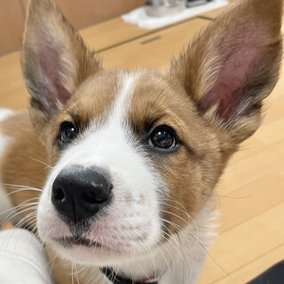 MIX子犬の男の子 サンバくん