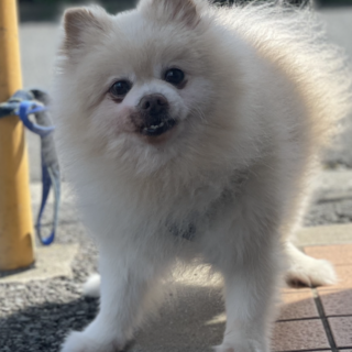 大事に育ててくれる方お願いします。