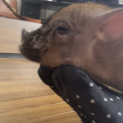 マイクロブタちゃんの里親を探しています