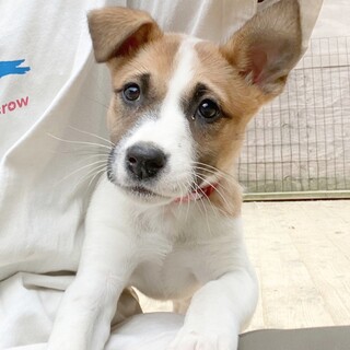 陽気で懐っこい♡KIRIMIちゃん　2ヶ月