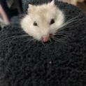 ハムスター｛ジャンガリアンイエロー）の里親募集