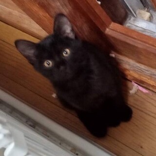2ヵ月の黒いたぬき顔で愛らしい子猫