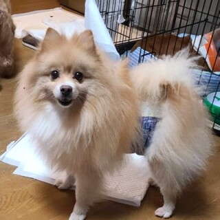 ポメラニアンのアツヒコくん