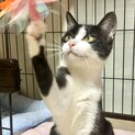 ゴロゴロ♡レディあんこちゃん1歳白黒奇跡の御手手