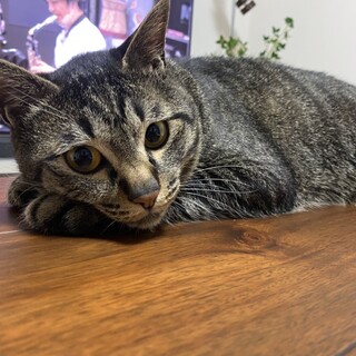 人が大好き！甘えん坊の男の子！