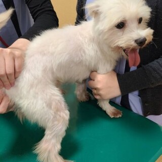 マルチーズのブンブクくん