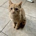 仲良し仔猫きょうだい2匹