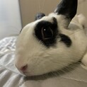 里親募集！ミニウサギ