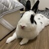 里親募集！ミニウサギ サムネイル2