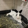 里親募集！ミニウサギ サムネイル4