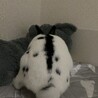 里親募集！ミニウサギ サムネイル5