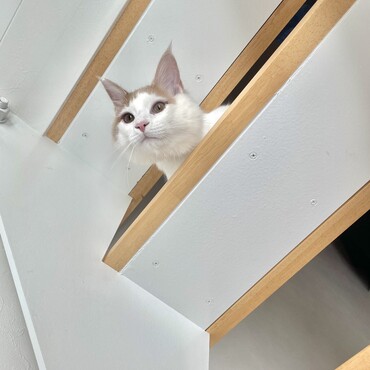 セコムの代わりです