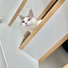 セコムの代わりです