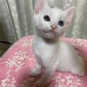 生後1ヶ月♀魅惑の瞳　小さなプリンセス