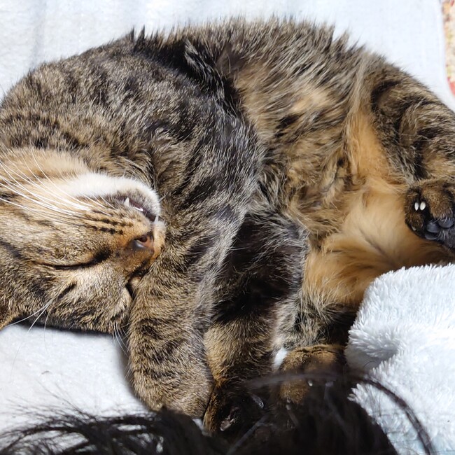 イリステルのカバー写真