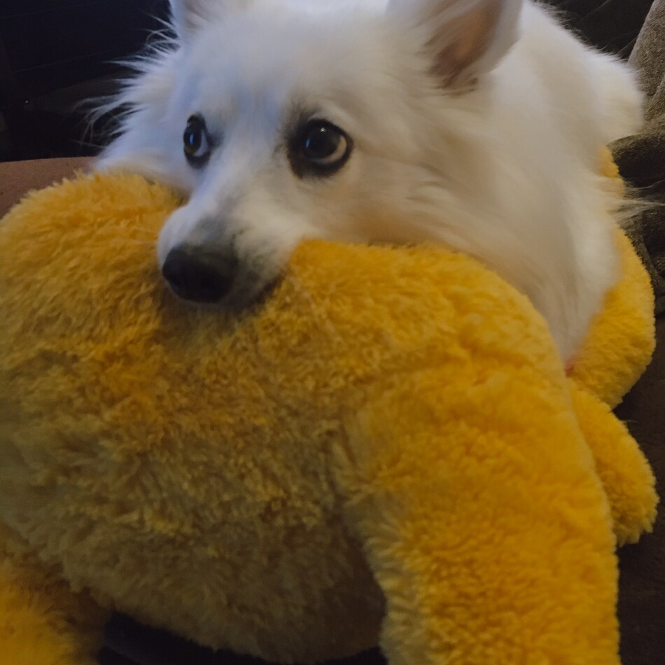 にーなのカバー写真