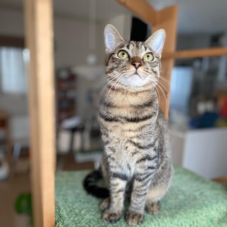 心はまだまだ子猫！正統派イケメンのリブちゃん