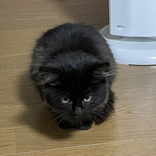 子猫のカカオくん