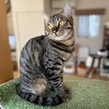 甘え上手のボッカちゃん