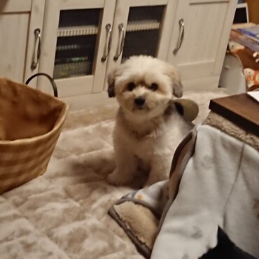 おやつが欲しいらしく、ずっと目で訴えておる