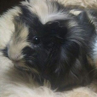 モルモットの女のコ 1才8ヶ月くろちゃん