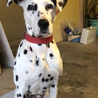大家族の方希望！　ダルメシアンの女の子