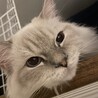 ポムとパールとこむぎの飼い主さん