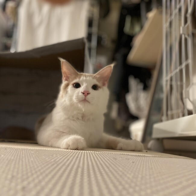 ポムとパールとこむぎの飼い主のカバー写真