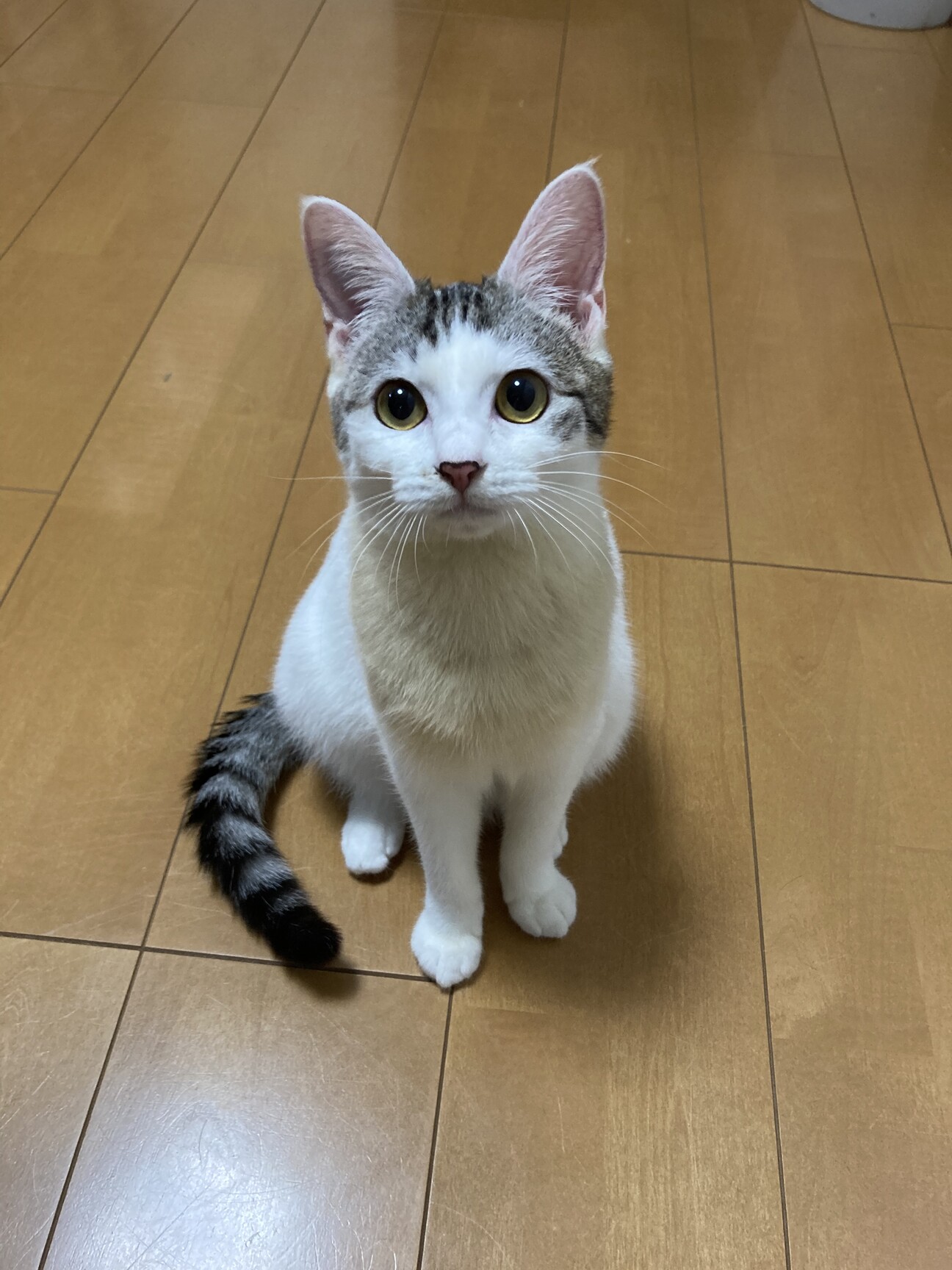 J1466伊甸之春(PET)猫知道一切切り売り海外人物マステ女の子