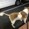 動物だいすき