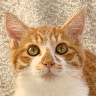 4/24　譲渡会参加予定☆アキラくん