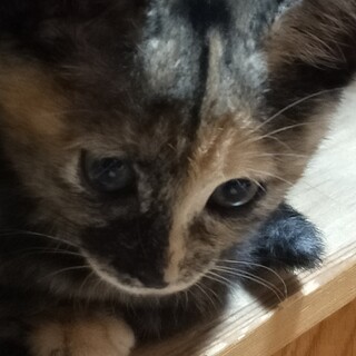 12/18㈯譲渡会参加　逆瀬川にて