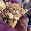 フワフワミルキテイー子猫2か月