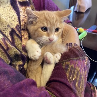 フワフワミルキテイー子猫2か月