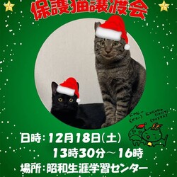 保護猫の譲渡会　猫暖房