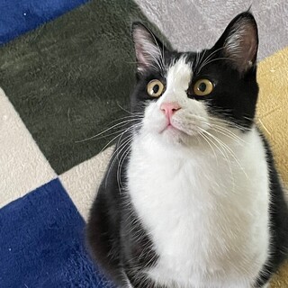 おっとり　ハチワレ男の子　のりのり
