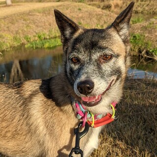 怖がりですが、大人しい女の子です（避妊済）
