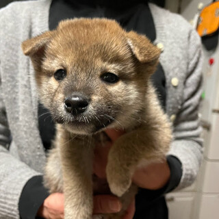 柴犬 岡山県が募集対象 犬の里親募集情報 ペットのおうち 月間利用者150万人 柴犬 岡山県が募集対象 犬の里親募集情報 ペットのおうち 月間利用者150万人