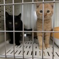候補者の方とやり取りしてるので募集停止