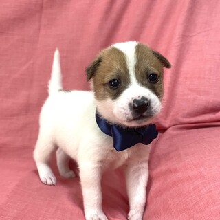 保健所からレスキューした子犬♂ロン