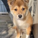 アンナの家族を探してます。
