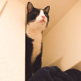 【急募】ハチワレ男の子の里親を募集します。