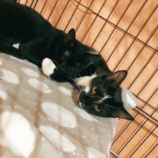 白黒お姉さんと黒猫妹仲良し姉妹