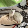 毎年毎年寒くなってきたら これでもか！というくらい動物たちの防寒グッズを見てしまう、そして買ってしまう。笑 上手に使ってくれるき嬉しくて☺︎