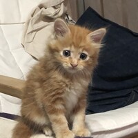 さくら