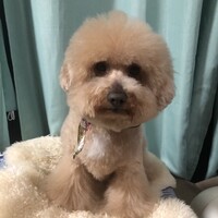 くまごろう