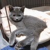 ロシアンブルーのようなグレーの男の子 サムネイル6