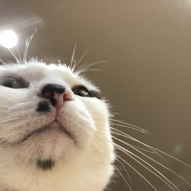 たかいえのカバー写真