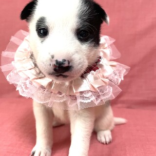 保健所からレスキューした子犬♀すみれ