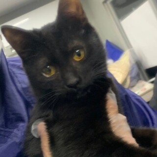 人慣ればっちりクロちゃん♡里親募集中！